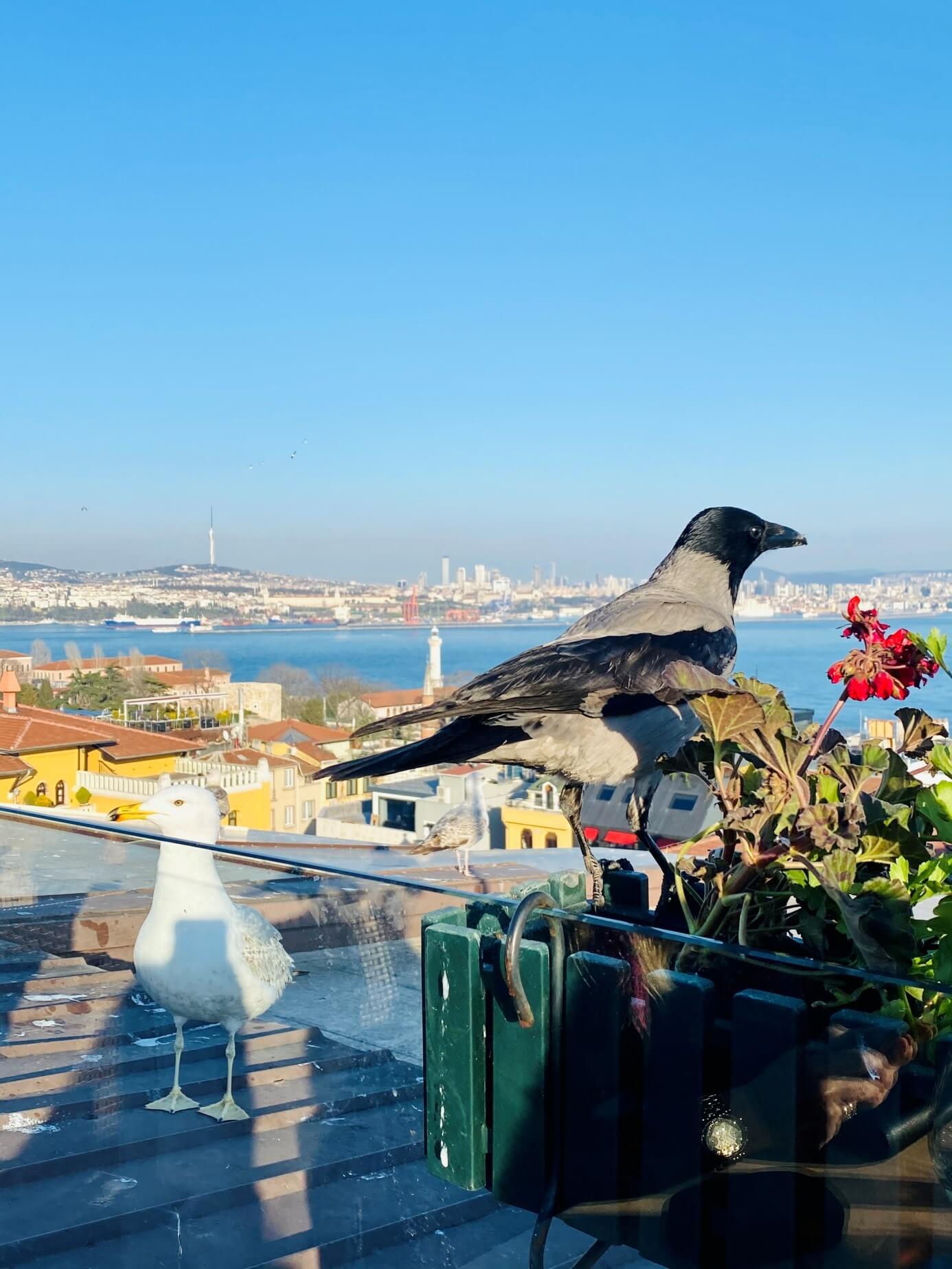 bosphorus views